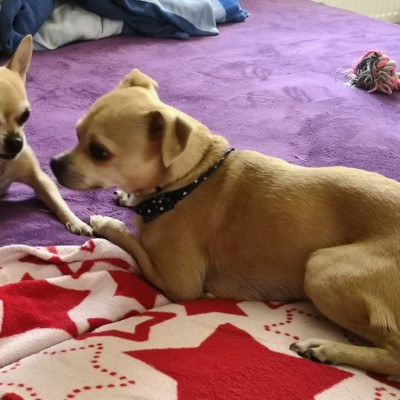 Trixy und Scooby