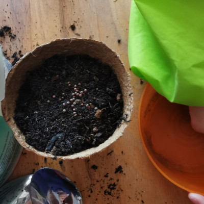 Wir pflanzen Gemüsesamen ein Wir pflanzen Gemüsesamen ein