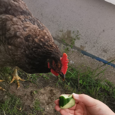 Elli beim füttern