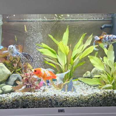 Fische
