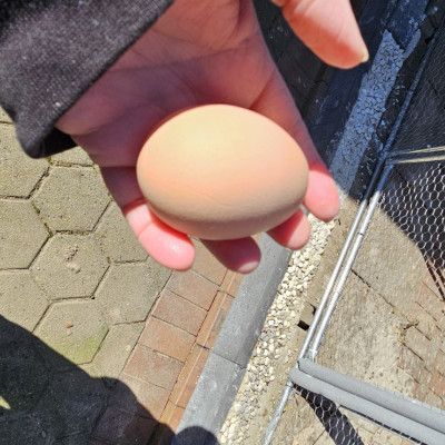 Jeden Tag ein frisches Ei