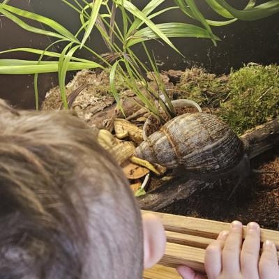 Beobachten der Schnecken