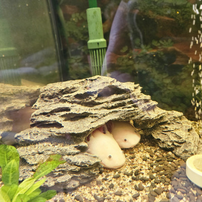 Axolotl