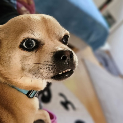 Scooby